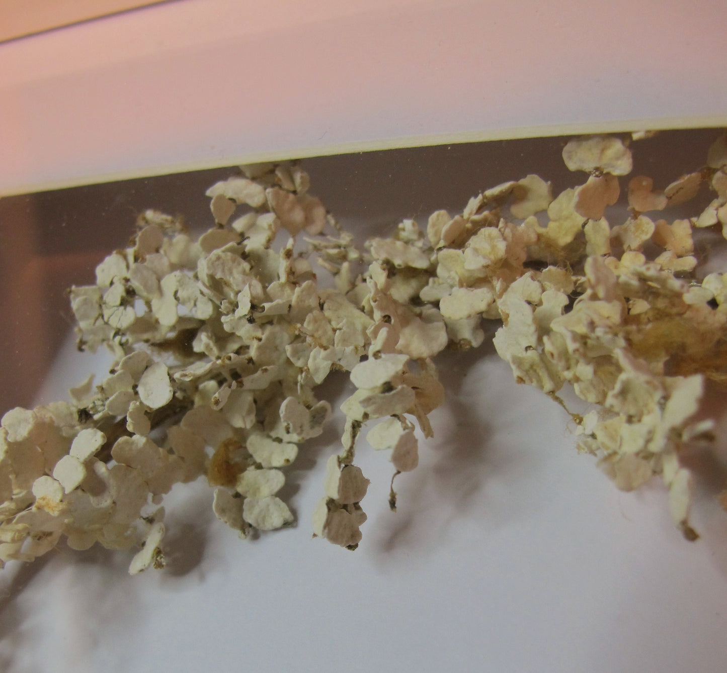 The bride and her flower girl