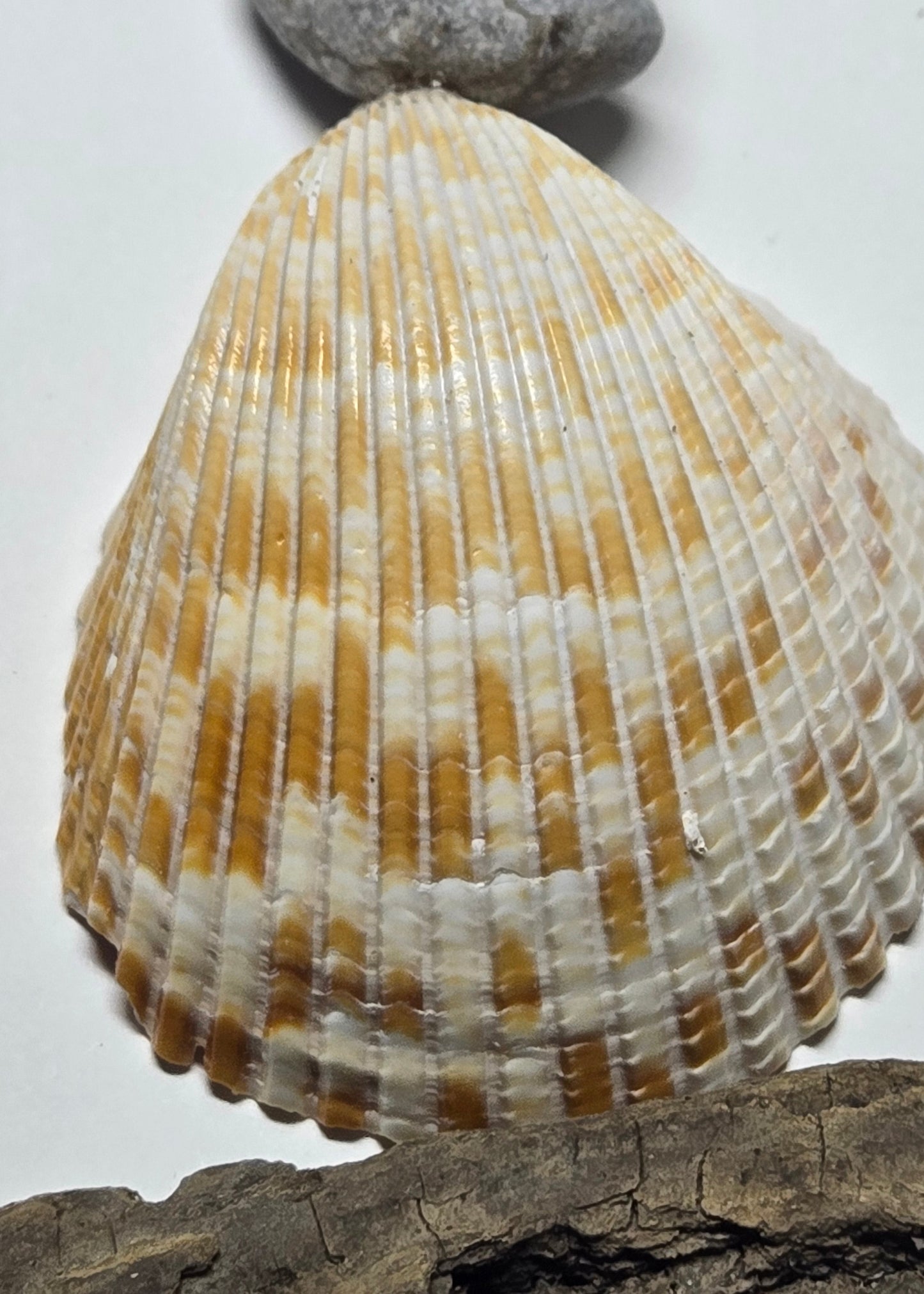 A natural ribbed clam shell with alternating bands of white and warm tan, displayed on a light background with a small gray stone and dark wood piece.